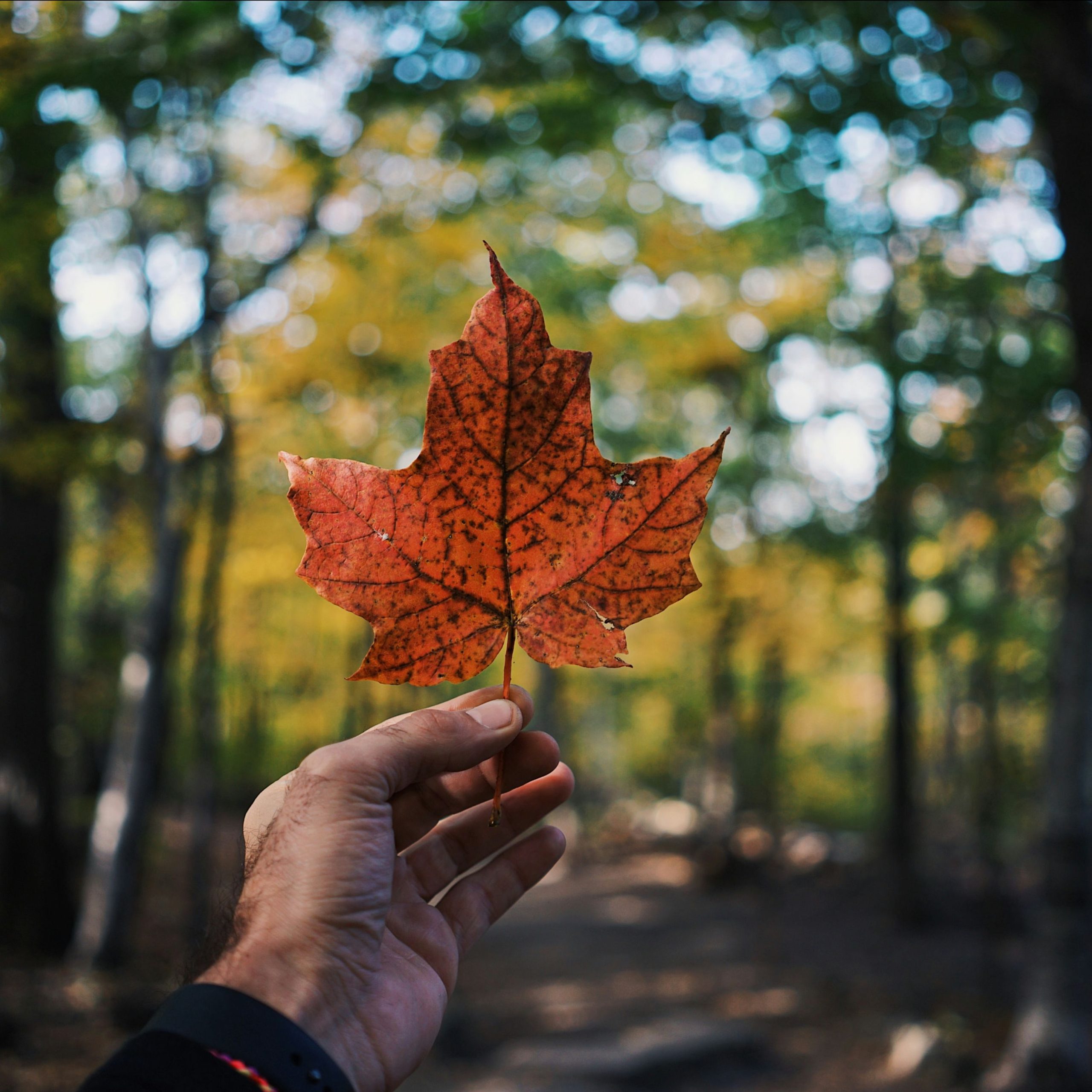 Hand holding up a red maple leaf on an autumn forest trail